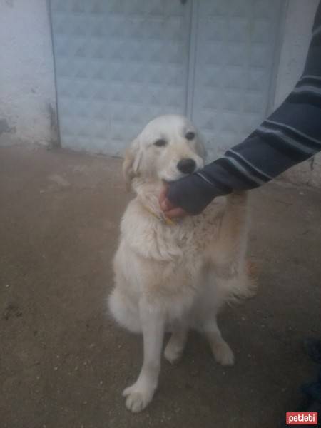 Golden Retriever, Köpek  papi fotoğrafı