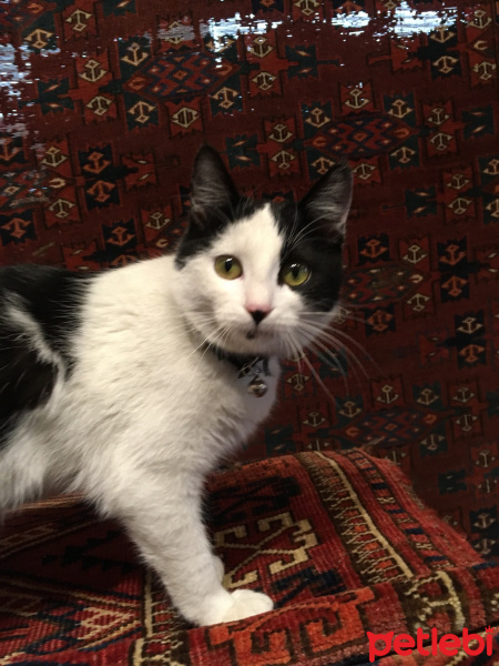 Tekir Kedi, Kedi  Mıncır fotoğrafı