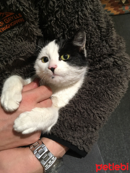 Tekir Kedi, Kedi  Mıncır fotoğrafı