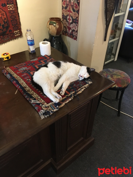 Tekir Kedi, Kedi  Mıncır fotoğrafı