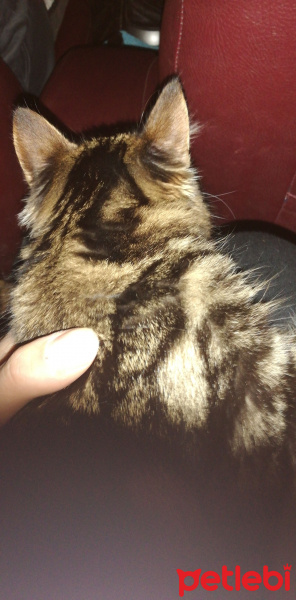 American Bobtail, Kedi  Ayaz fotoğrafı