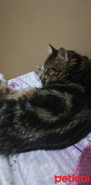 American Bobtail, Kedi  Ayaz fotoğrafı