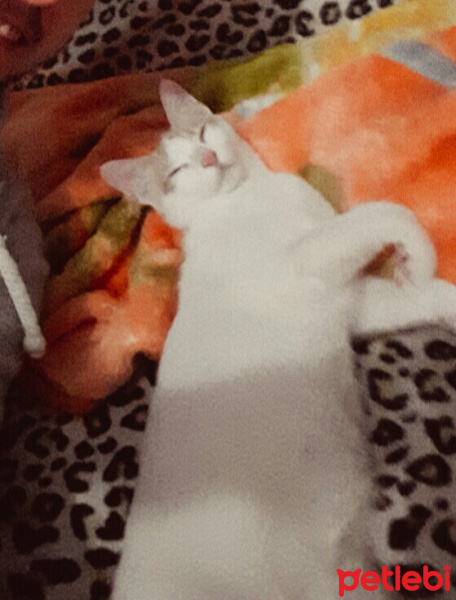 Van Kedisi, Kedi  Lucky fotoğrafı