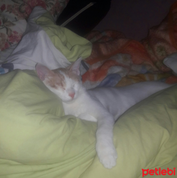 Van Kedisi, Kedi  Lucky fotoğrafı