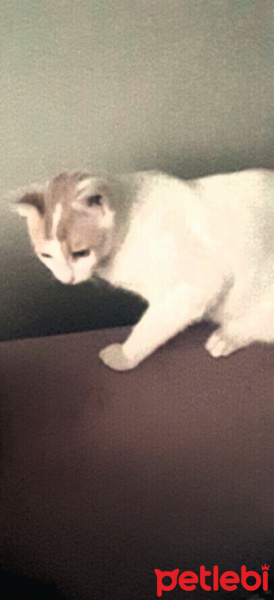 Van Kedisi, Kedi  Lucky fotoğrafı