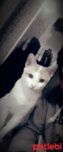 Van Kedisi, Kedi  Lucky fotoğrafı