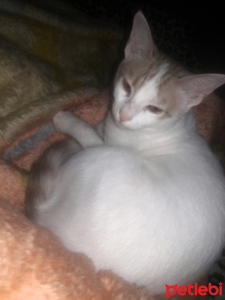 Van Kedisi, Kedi  Lucky fotoğrafı