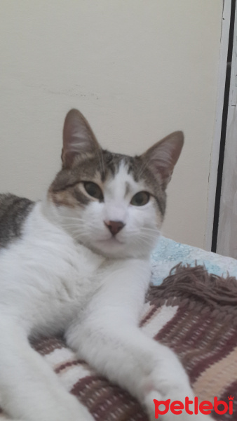 Tekir Kedi, Kedi  Cesur fotoğrafı