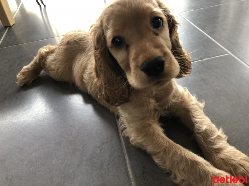 Amerikan Cocker Spaniel, Köpek  Odin fotoğrafı