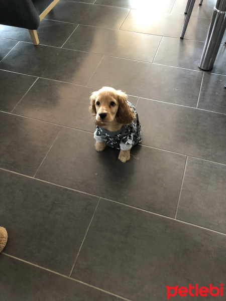 Amerikan Cocker Spaniel, Köpek  Odin fotoğrafı