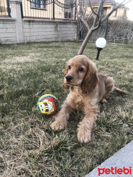Amerikan Cocker Spaniel, Köpek  Odin fotoğrafı