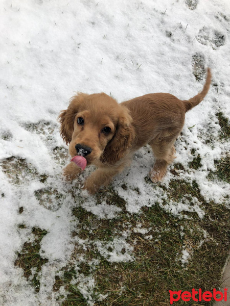 Amerikan Cocker Spaniel, Köpek  Odin fotoğrafı