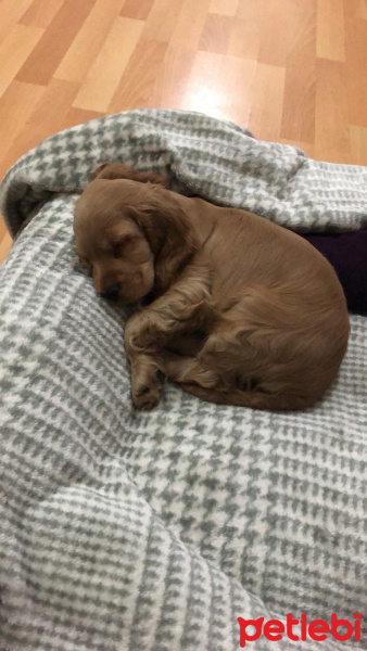 Amerikan Cocker Spaniel, Köpek  Odin fotoğrafı