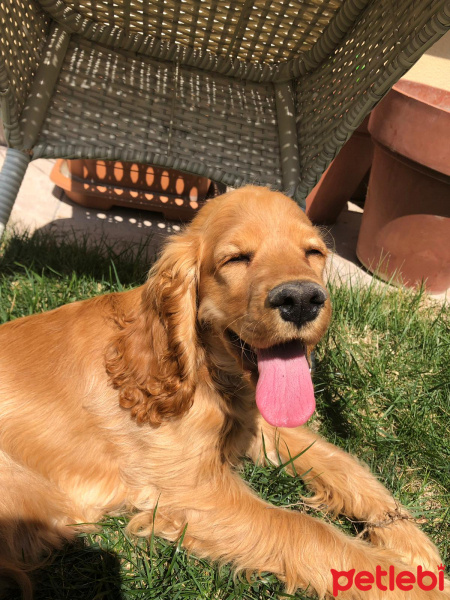 Amerikan Cocker Spaniel, Köpek  Odin fotoğrafı