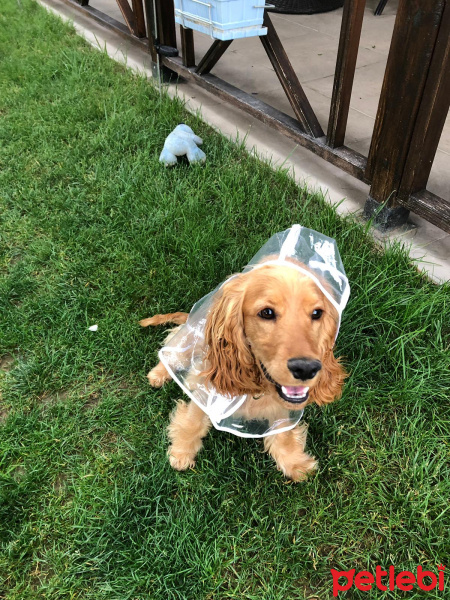 Amerikan Cocker Spaniel, Köpek  Odin fotoğrafı