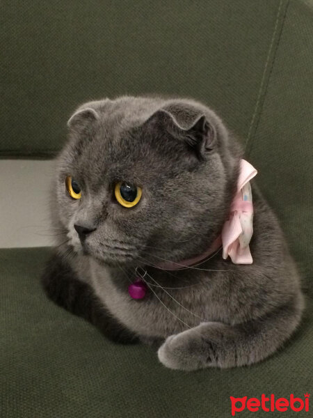 Scottish Fold, Kedi  Kadife fotoğrafı