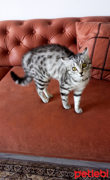 Tekir Kedi, Kedi  Leyla fotoğrafı