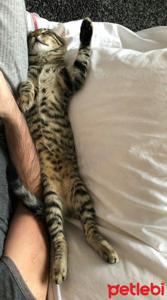 Tekir Kedi, Kedi  Kız yuva arıyor fotoğrafı