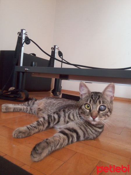 Tekir Kedi, Kedi  Kız yuva arıyor fotoğrafı