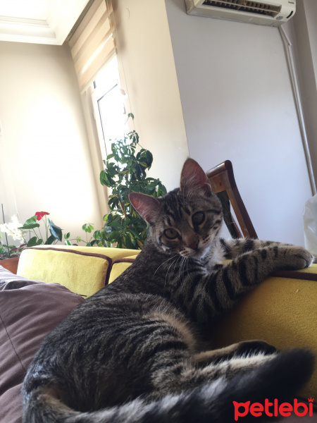 Tekir Kedi, Kedi  Kız yuva arıyor fotoğrafı