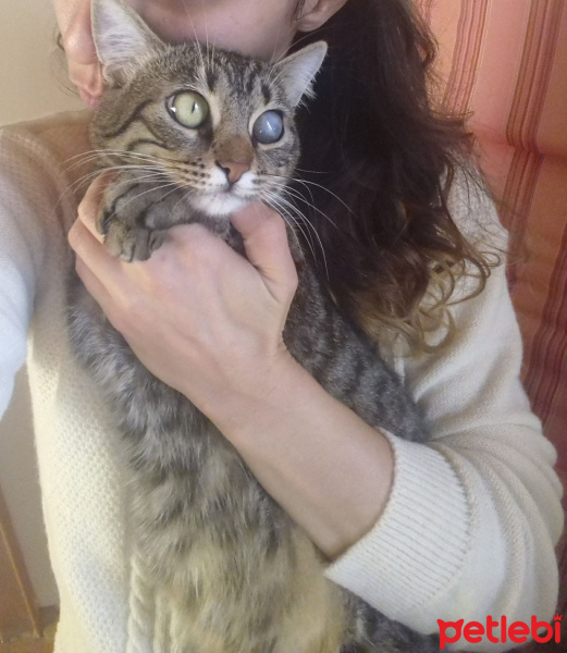 Tekir Kedi, Kedi  Kız yuva arıyor fotoğrafı