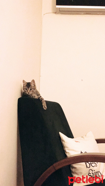 Tekir Kedi, Kedi  Kız yuva arıyor fotoğrafı