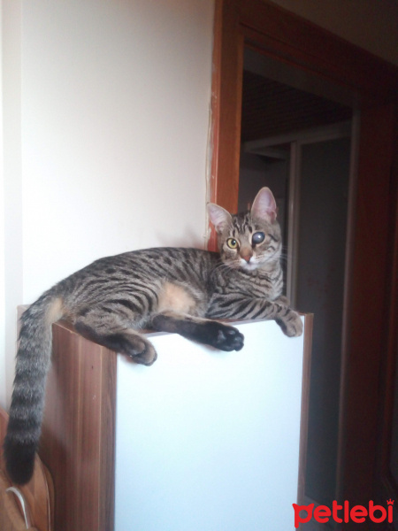 Tekir Kedi, Kedi  Kız yuva arıyor fotoğrafı