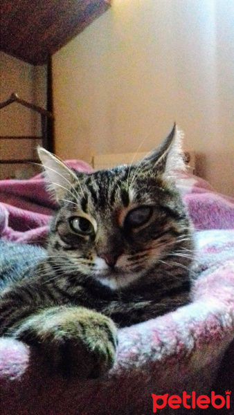 Tekir Kedi, Kedi  Kız yuva arıyor fotoğrafı
