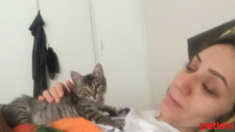 Tekir Kedi, Kedi  Kız yuva arıyor fotoğrafı