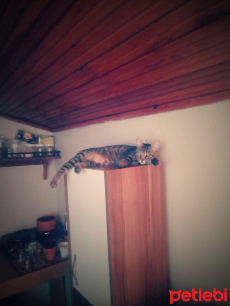 Tekir Kedi, Kedi  Kız yuva arıyor fotoğrafı