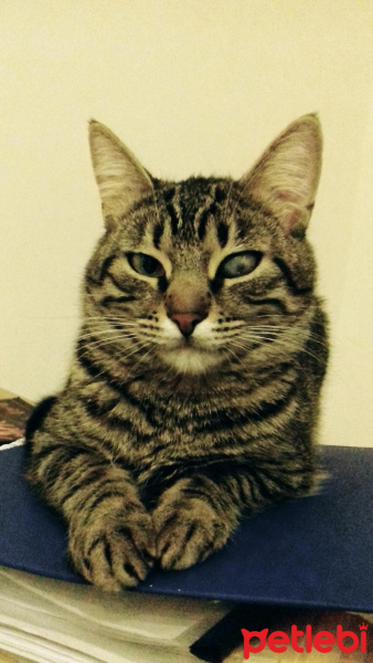 Tekir Kedi, Kedi  Kız yuva arıyor fotoğrafı