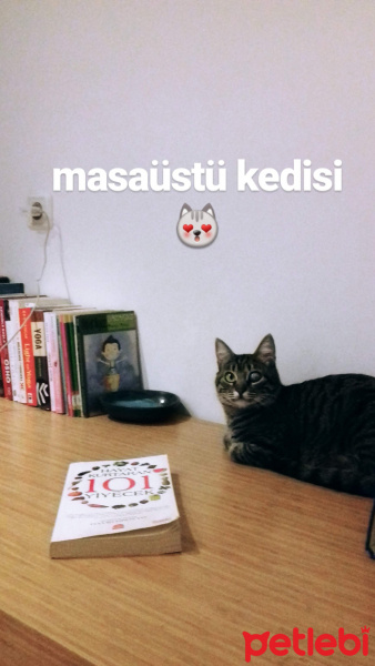 Tekir Kedi, Kedi  Kız yuva arıyor fotoğrafı