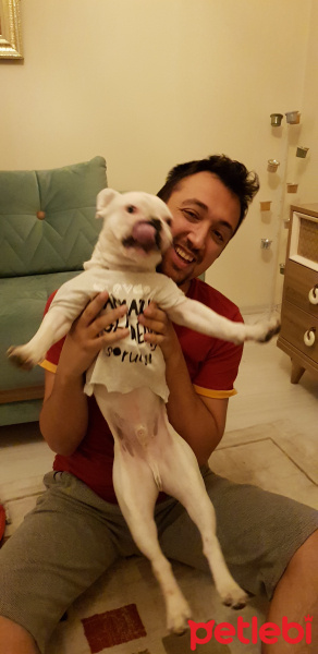 Fransız Bulldog, Köpek  Herkül fotoğrafı