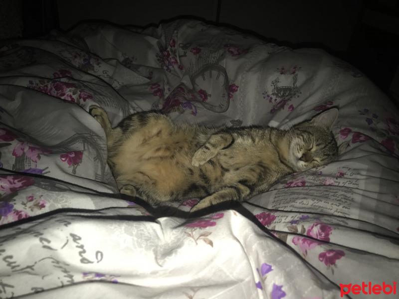 Tekir Kedi, Kedi  Paşa fotoğrafı