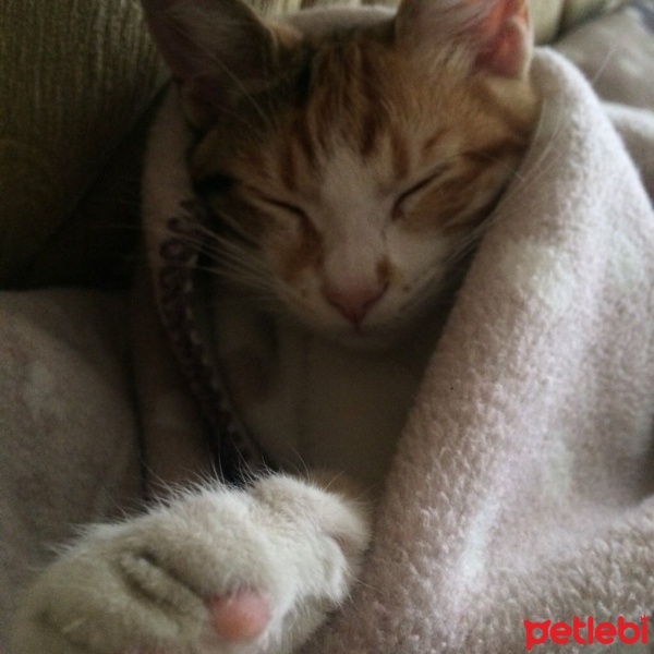 Tekir Kedi, Kedi  Nova fotoğrafı