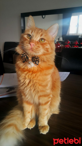 Sarman, Kedi  Behlül fotoğrafı