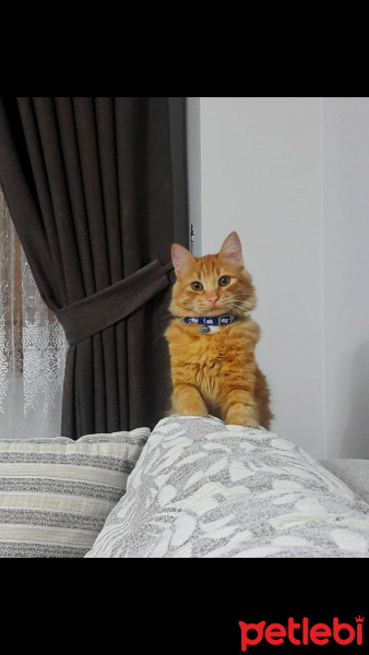 Sarman, Kedi  Behlül fotoğrafı
