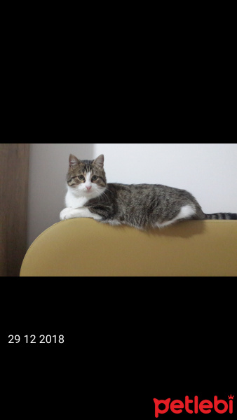 Tekir Kedi, Kedi  Bulut fotoğrafı