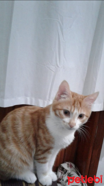 Sarman, Kedi  sakız fotoğrafı