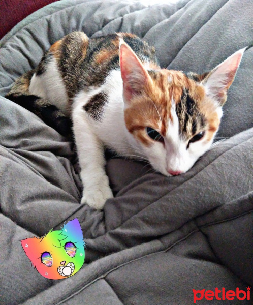 Tekir Kedi, Kedi  Minnak fotoğrafı