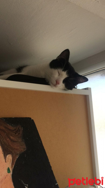 Tuxedo (Smokin) Kedi, Kedi  puffy fotoğrafı