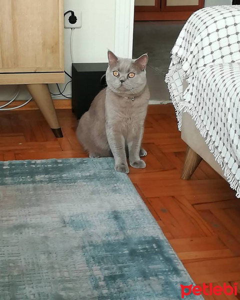 British Shorthair, Kedi  Paşa fotoğrafı