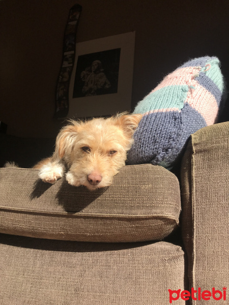Sokö (Sokak Köpeği), Köpek  Tarcin fotoğrafı