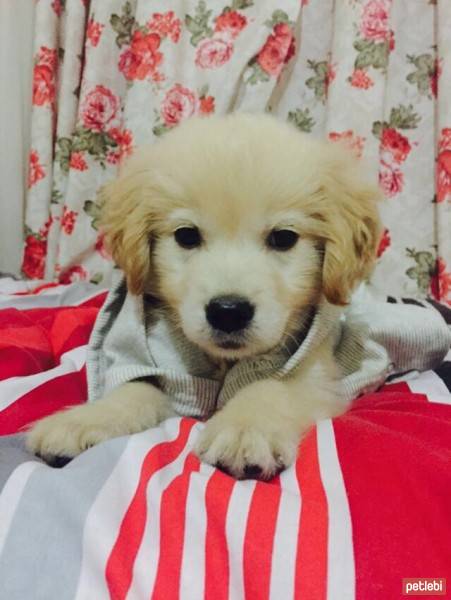 Golden Retriever, Köpek  Oscar fotoğrafı