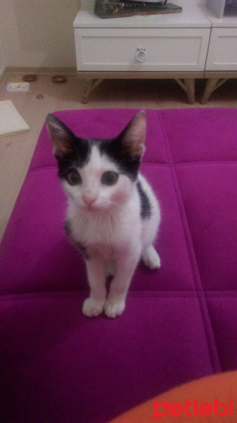 Tekir Kedi, Kedi  CİMCİME fotoğrafı