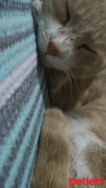 Sarman, Kedi  BAL fotoğrafı