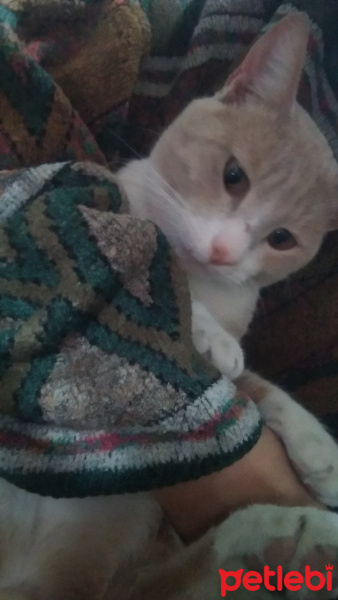 Sarman, Kedi  BAL fotoğrafı