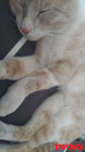 Sarman, Kedi  BAL fotoğrafı