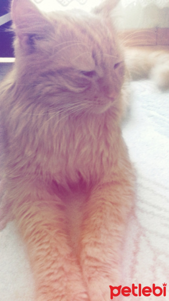 Sarman, Kedi  Paşa fotoğrafı