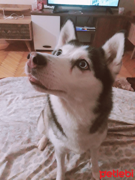 Sibirya Kurdu (Husky), Köpek  Mia fotoğrafı